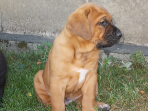 Tosa inu �t��ata s PP